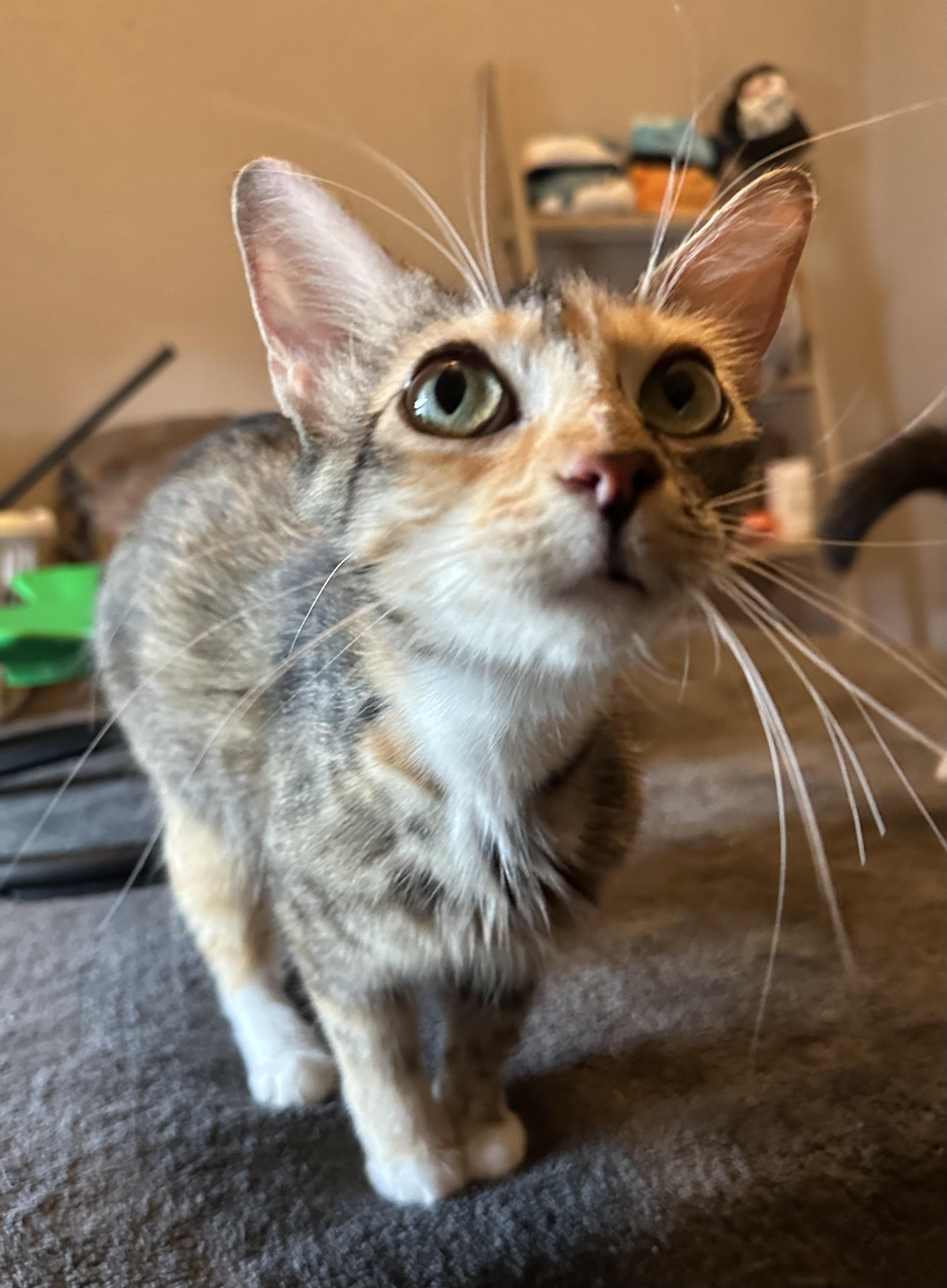 Penelope, a Adoptable Domestic Medium Hair in Spring Hill, FL image 2/2