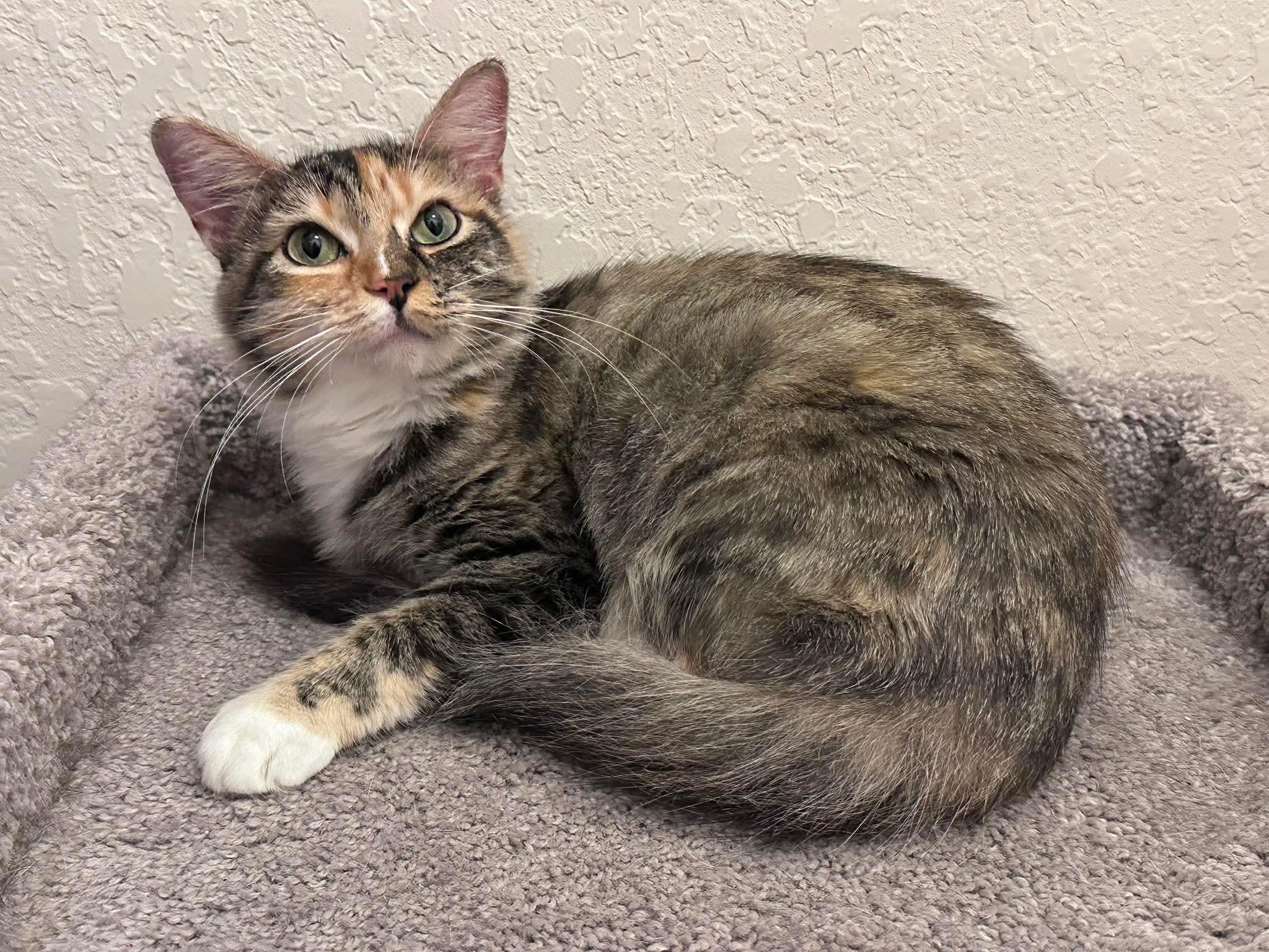 Enlarge Penelope, an adopted Domestic Medium Hair in Spring Hill, FL image 2/2