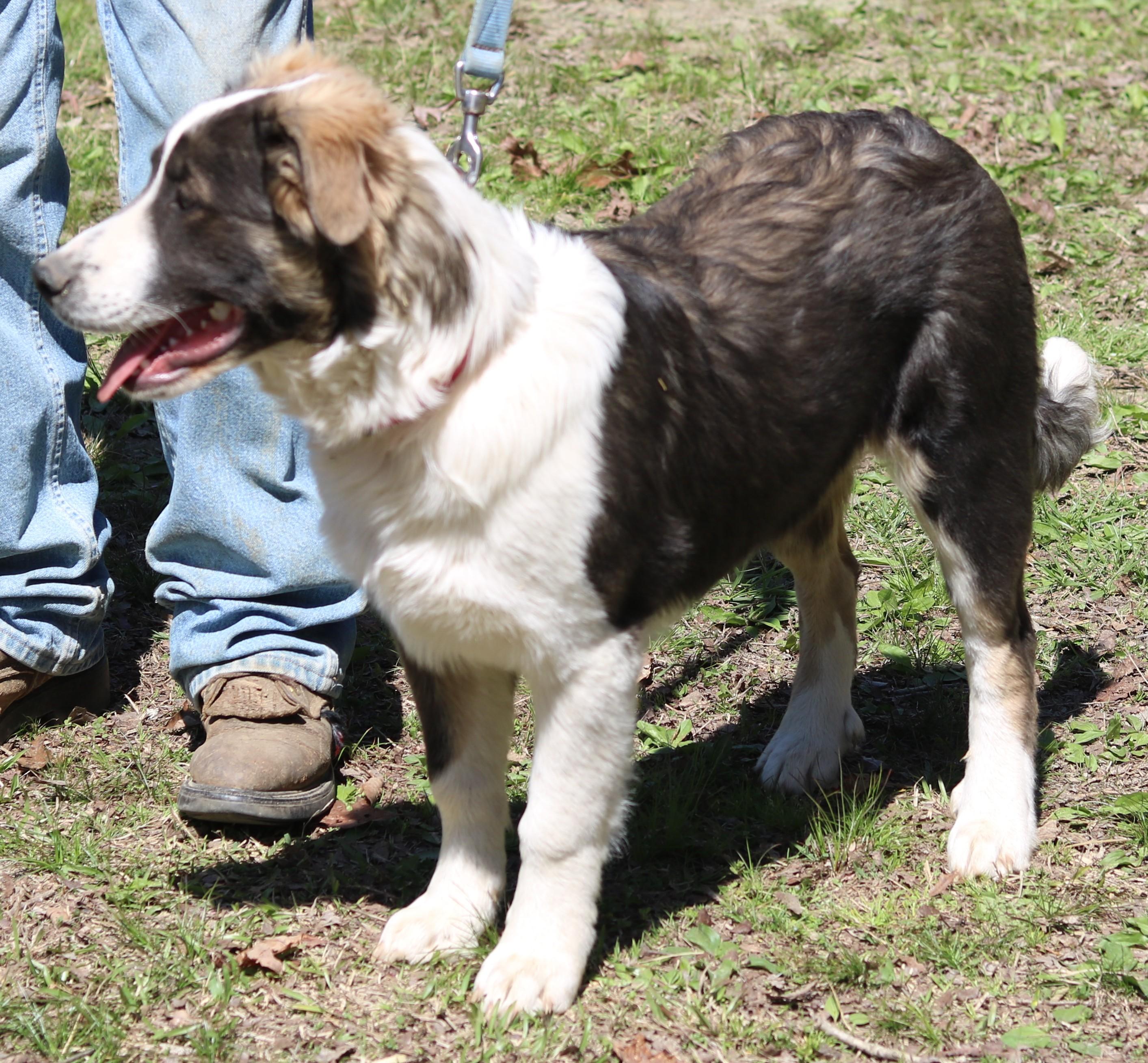 Pippy, a ADOPTABLE mixed breed in Cedartown, GA image 4/4