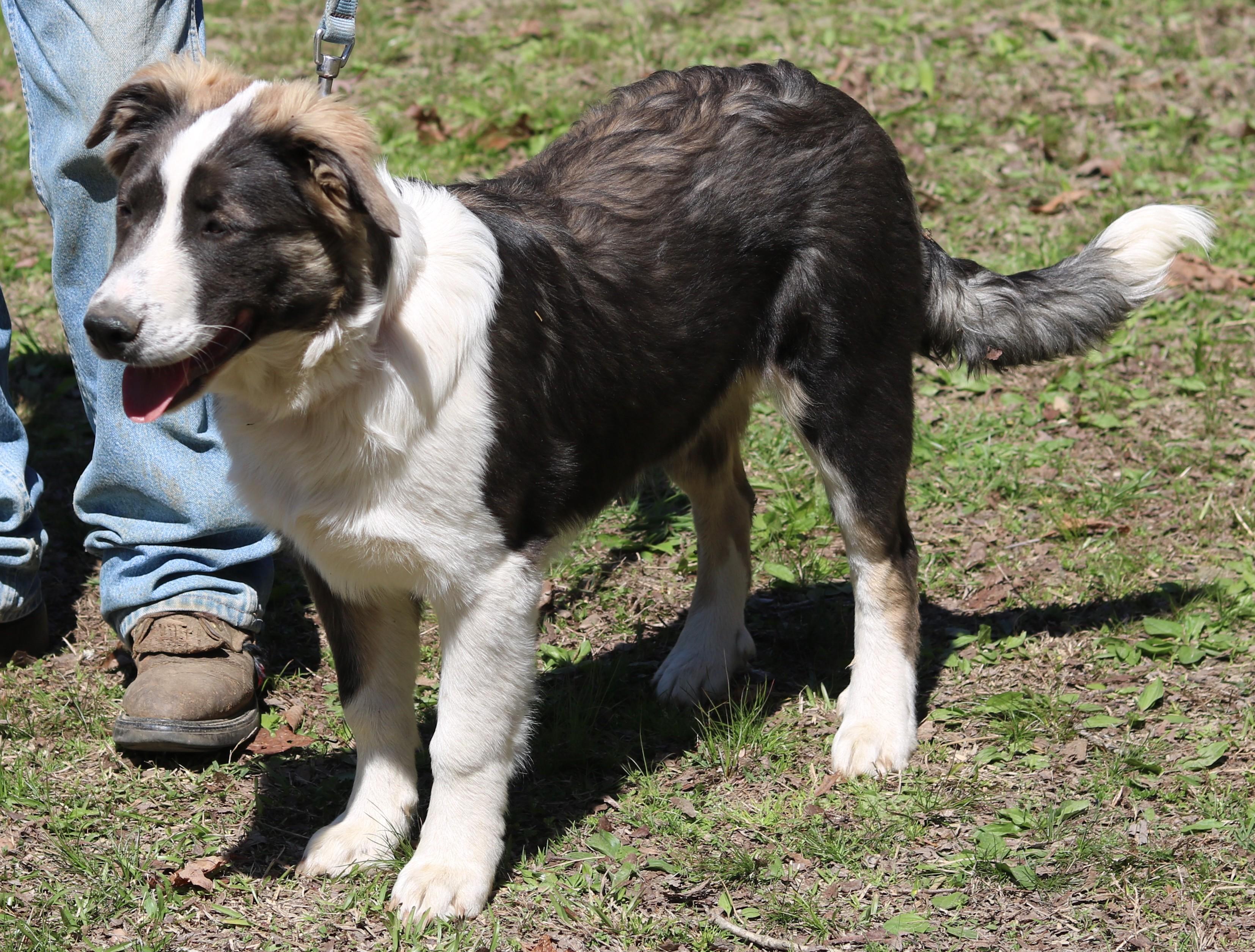 Pippy, a ADOPTABLE mixed breed in Cedartown, GA image 3/4