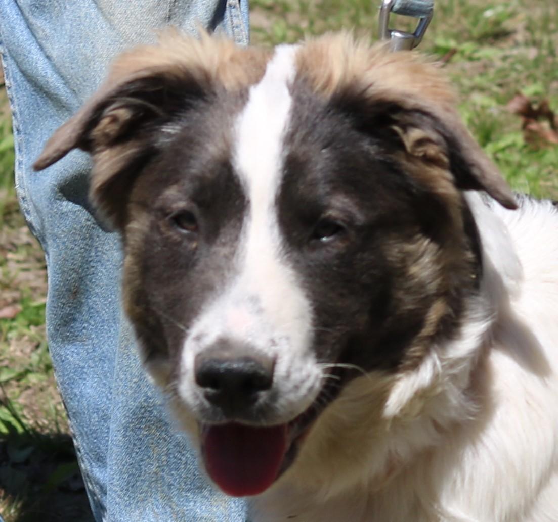 Pippy, ADOPTABLE, Young Female Australian Shepherd & Retriever.