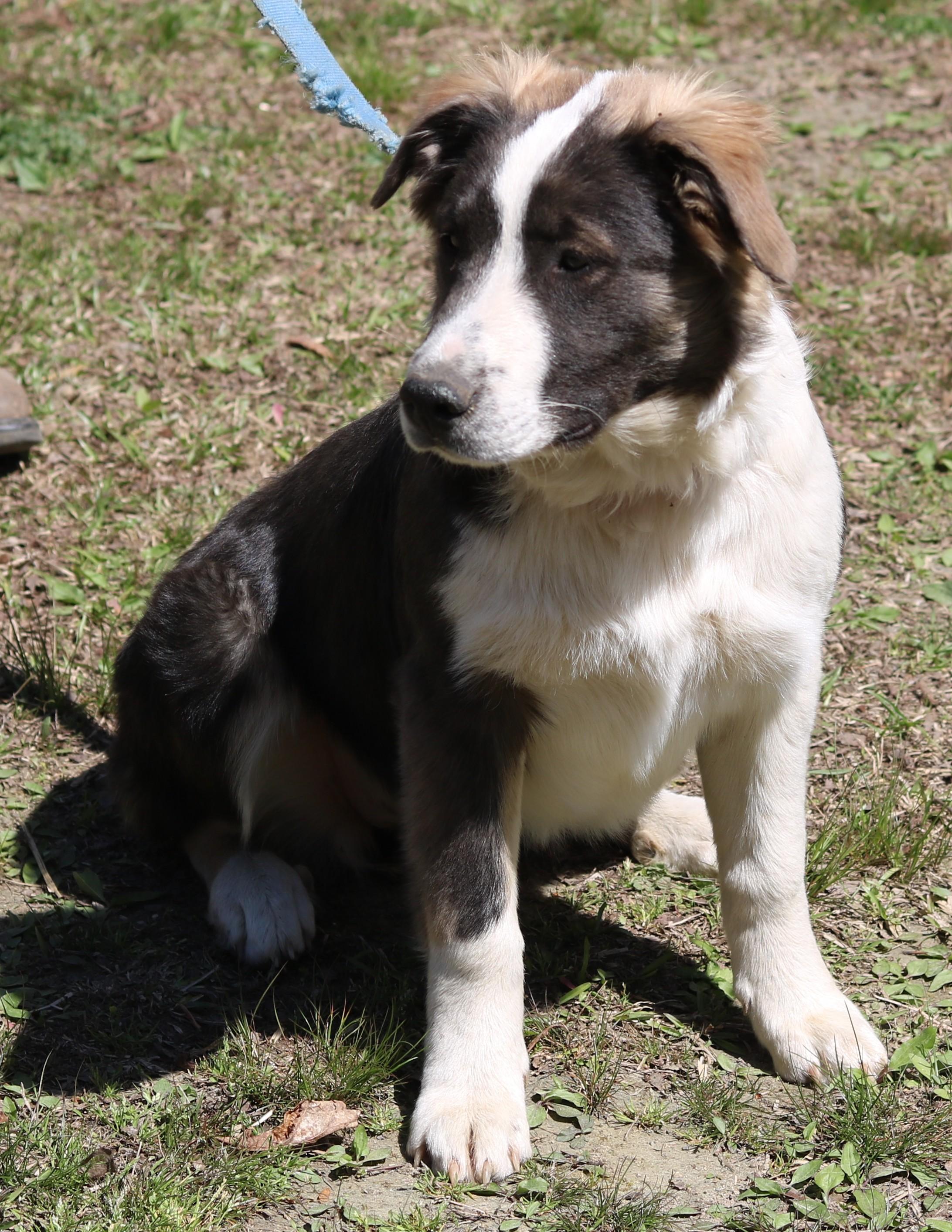 Pippy, a ADOPTABLE mixed breed in Cedartown, GA image 2/4