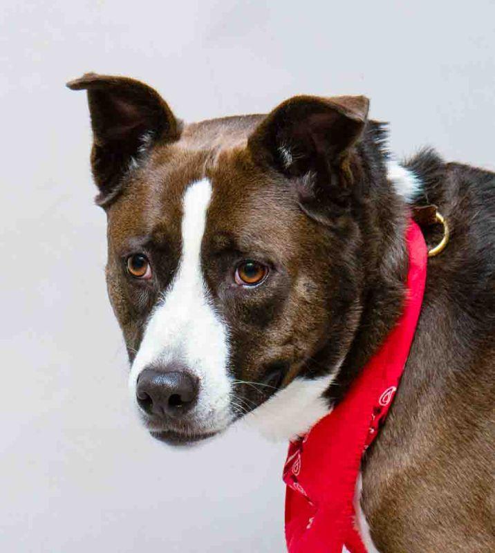 Kiki, adoptable, Adult Female Terrier.