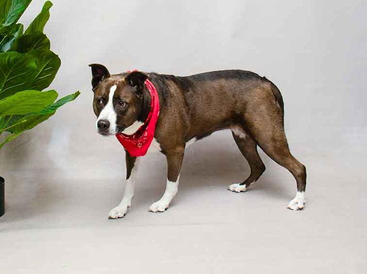 Kiki, an adoptable mixed breed in Sanford, FL image 2/2