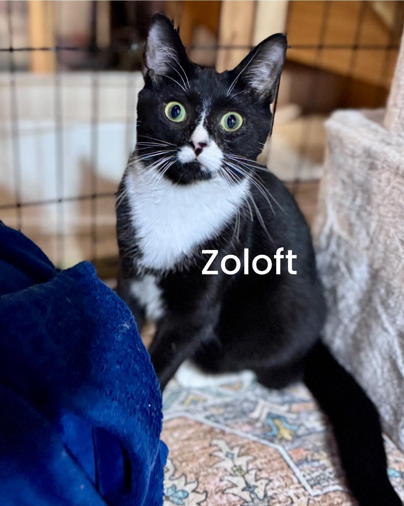 Enlarge Zoloft, an adopted Domestic Short Hair in Rixeyville, VA image 2/2