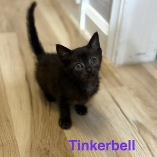 Enlarge tinkerbell, a Adoptable American Shorthair in Collinsville , OK image 1/1