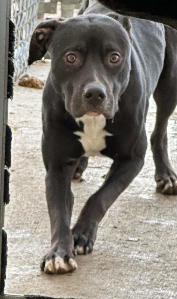 Chuck, Adoptable, Young Male Pit Bull Terrier & Mixed Breed.