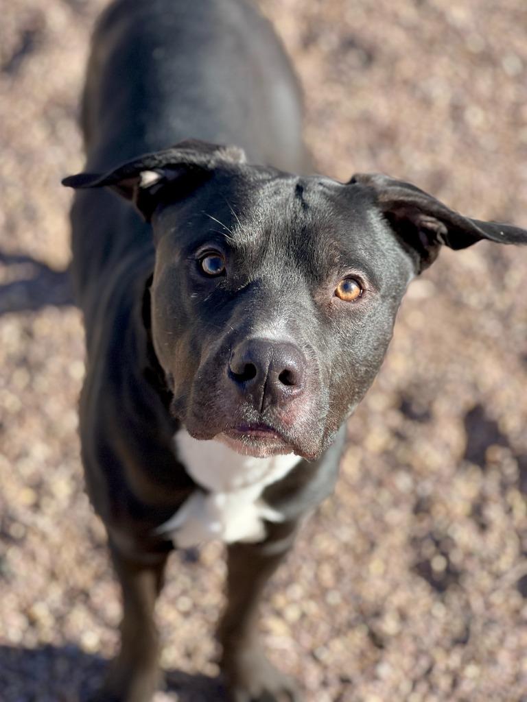 Enlarge Chuck, a Adoptable mixed breed in Rock Springs, WY image 2/3
