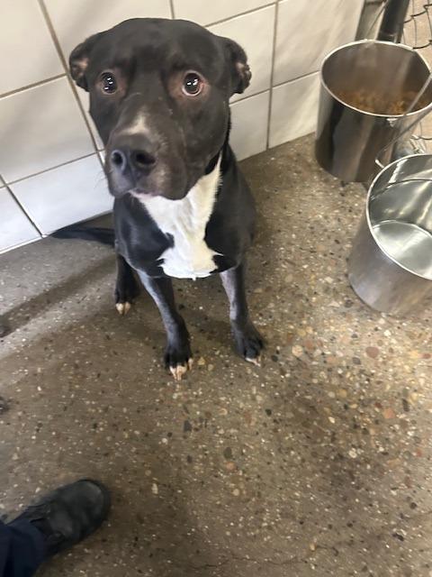 Enlarge Chuck, a Adoptable mixed breed in Rock Springs, WY image 3/3