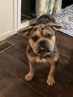 Dahcy, Adoptable, Adult Male American Bulldog.