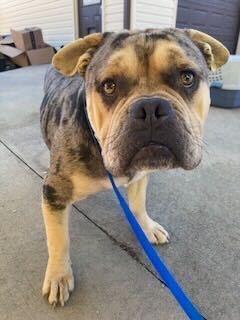 Enlarge Dahcy, a Adoptable mixed breed in Silver Spring, MD image 3/6