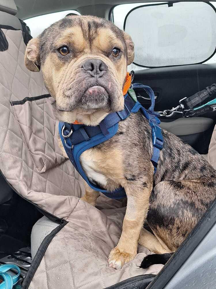 Enlarge Dahcy, a Adoptable mixed breed in Silver Spring, MD image 4/6