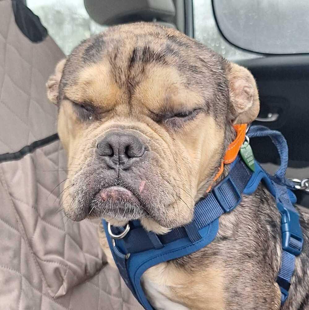 Enlarge Dahcy, a Adoptable mixed breed in Silver Spring, MD image 5/6