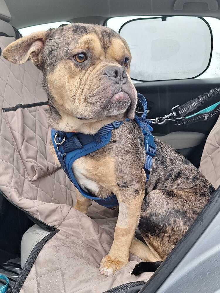 Enlarge Dahcy, a Adoptable mixed breed in Silver Spring, MD image 6/6