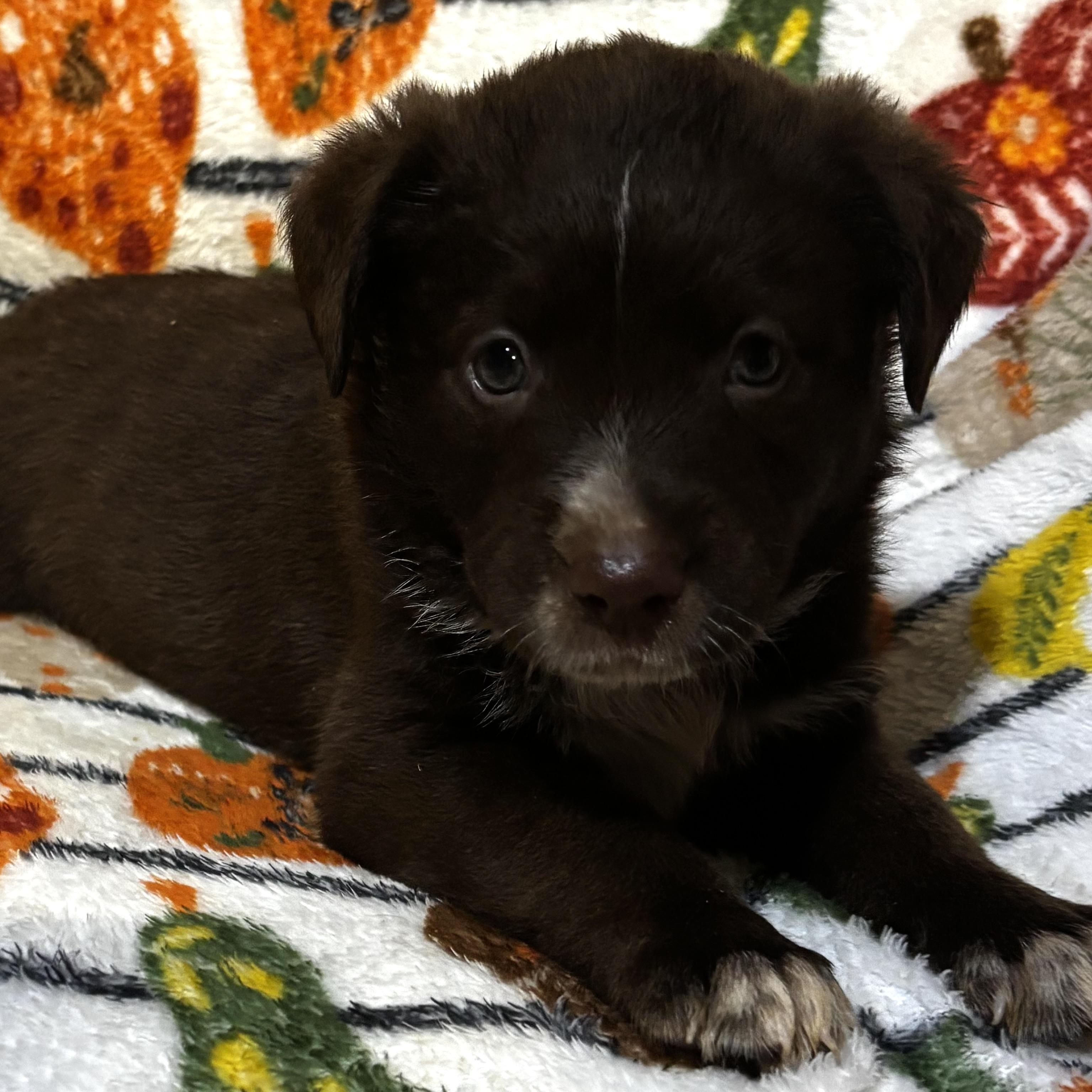 Enlarge Anthony, a Adoptable mixed breed in North Bergen, NJ image 6/6