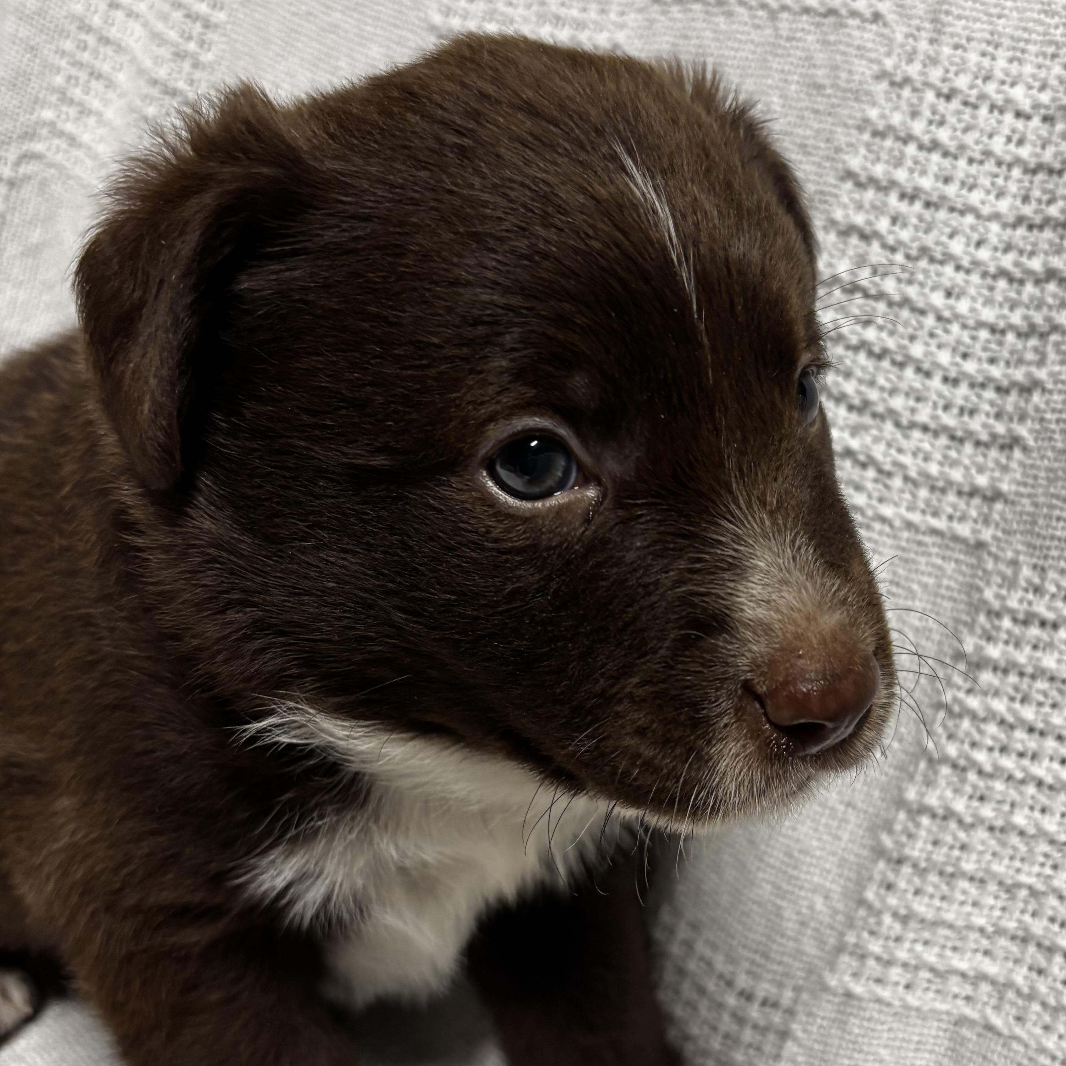 Enlarge Anthony, a Adoptable mixed breed in North Bergen, NJ image 5/6