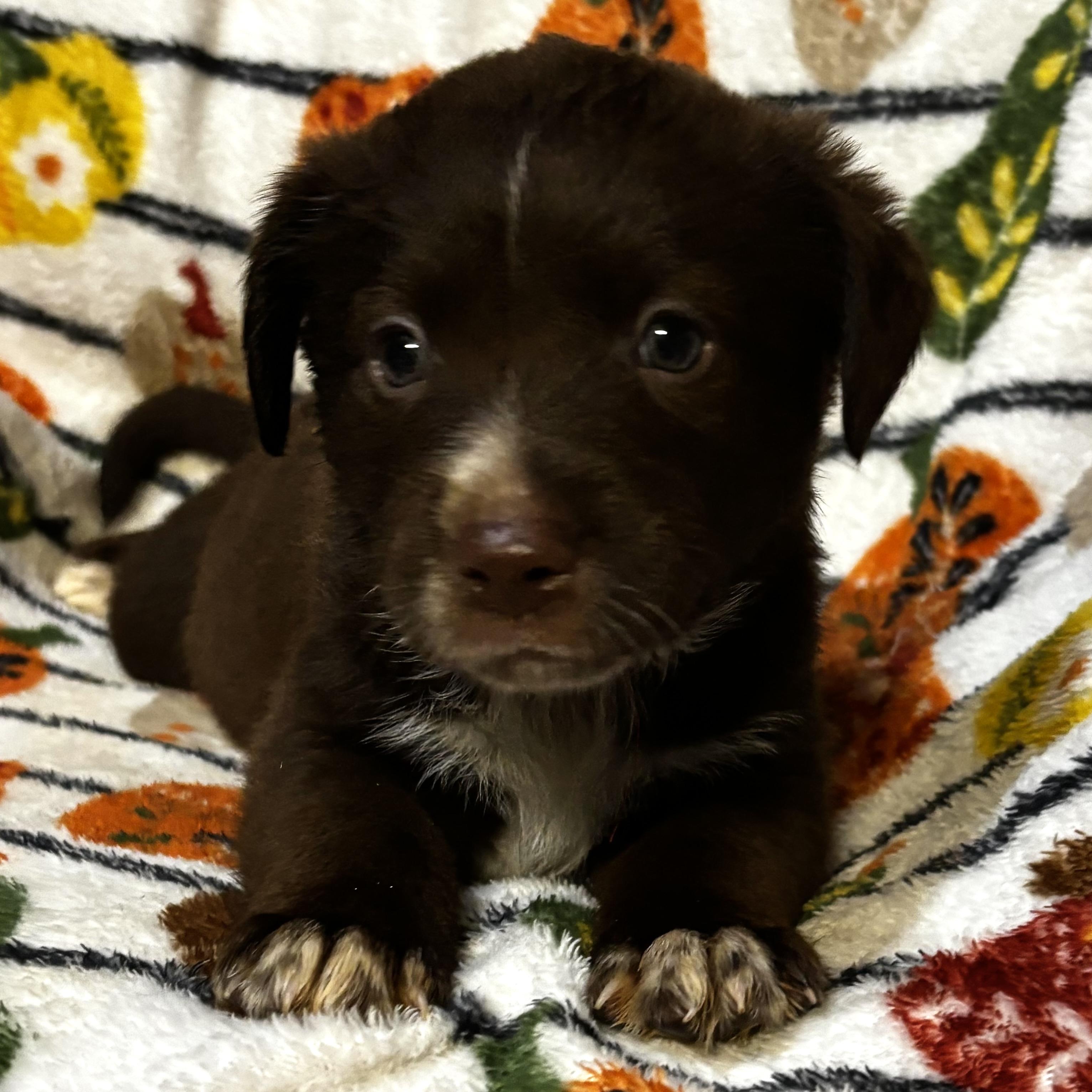 Enlarge Anthony, a Adoptable mixed breed in North Bergen, NJ image 1/6