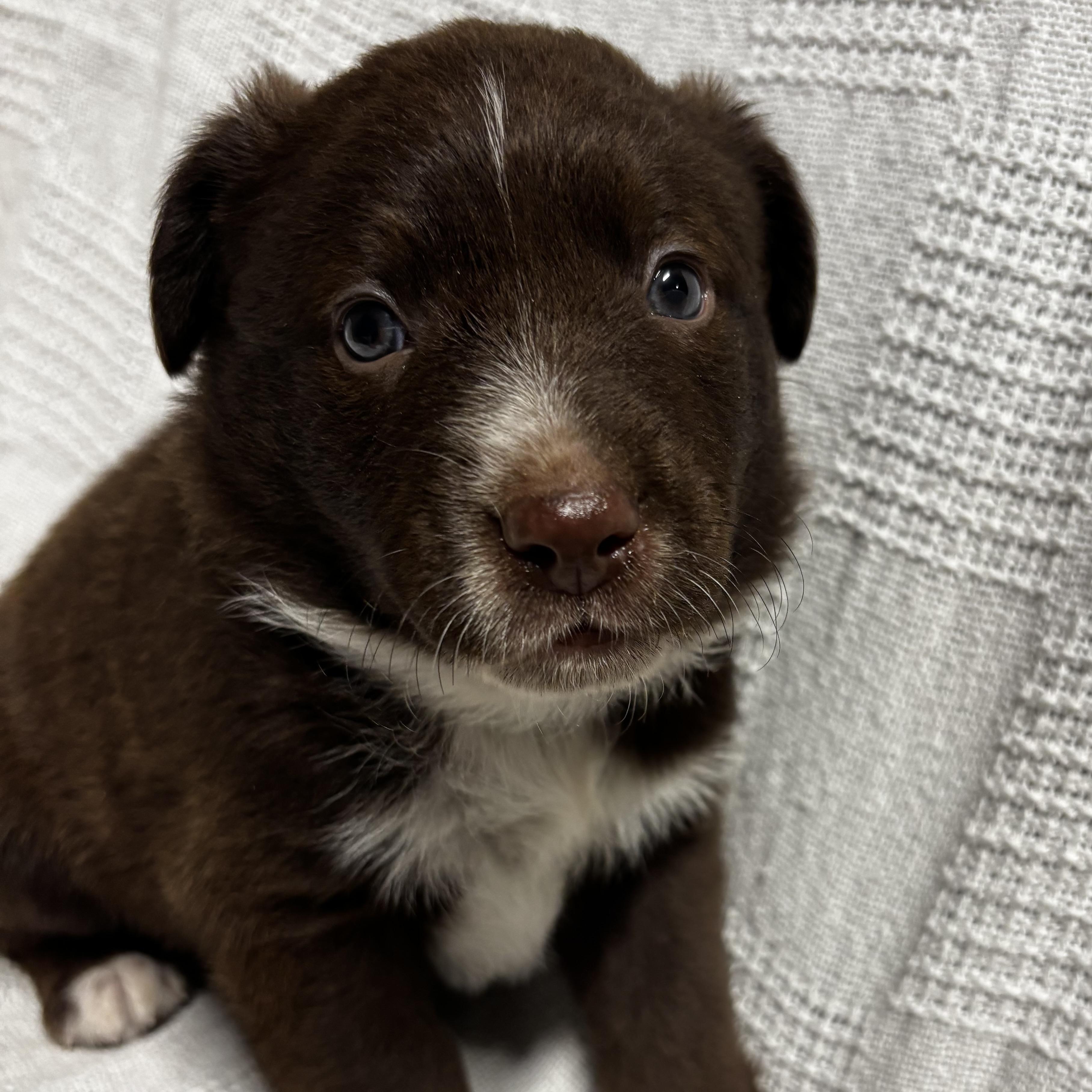 Enlarge Anthony, a Adoptable mixed breed in North Bergen, NJ image 2/6