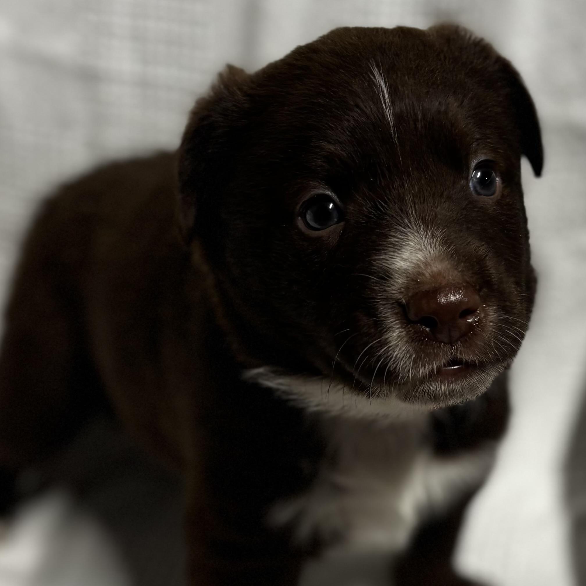 Enlarge Anthony, a Adoptable mixed breed in North Bergen, NJ image 4/6