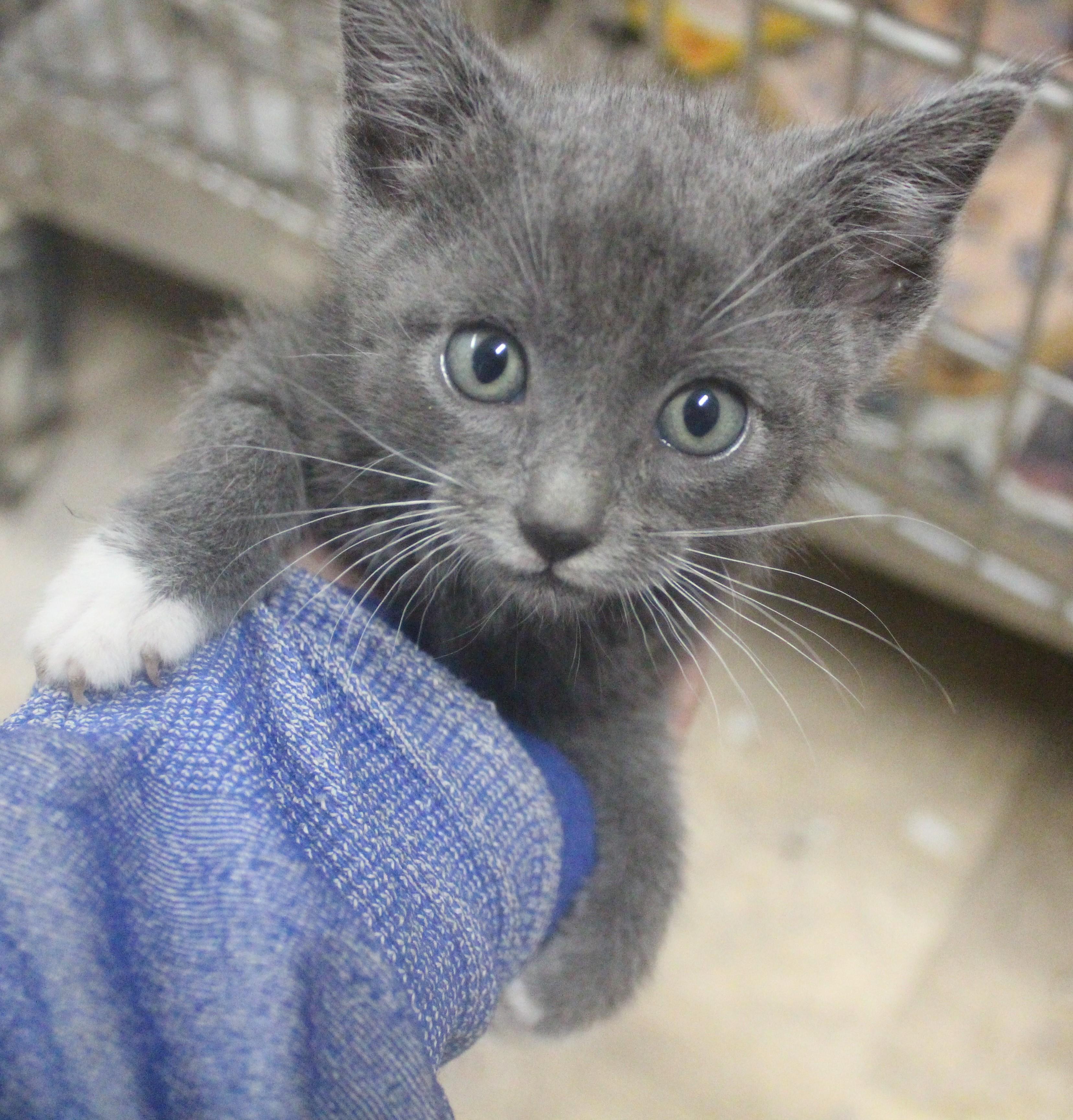 Ocean, ADOPTABLE, Young Female American Shorthair.