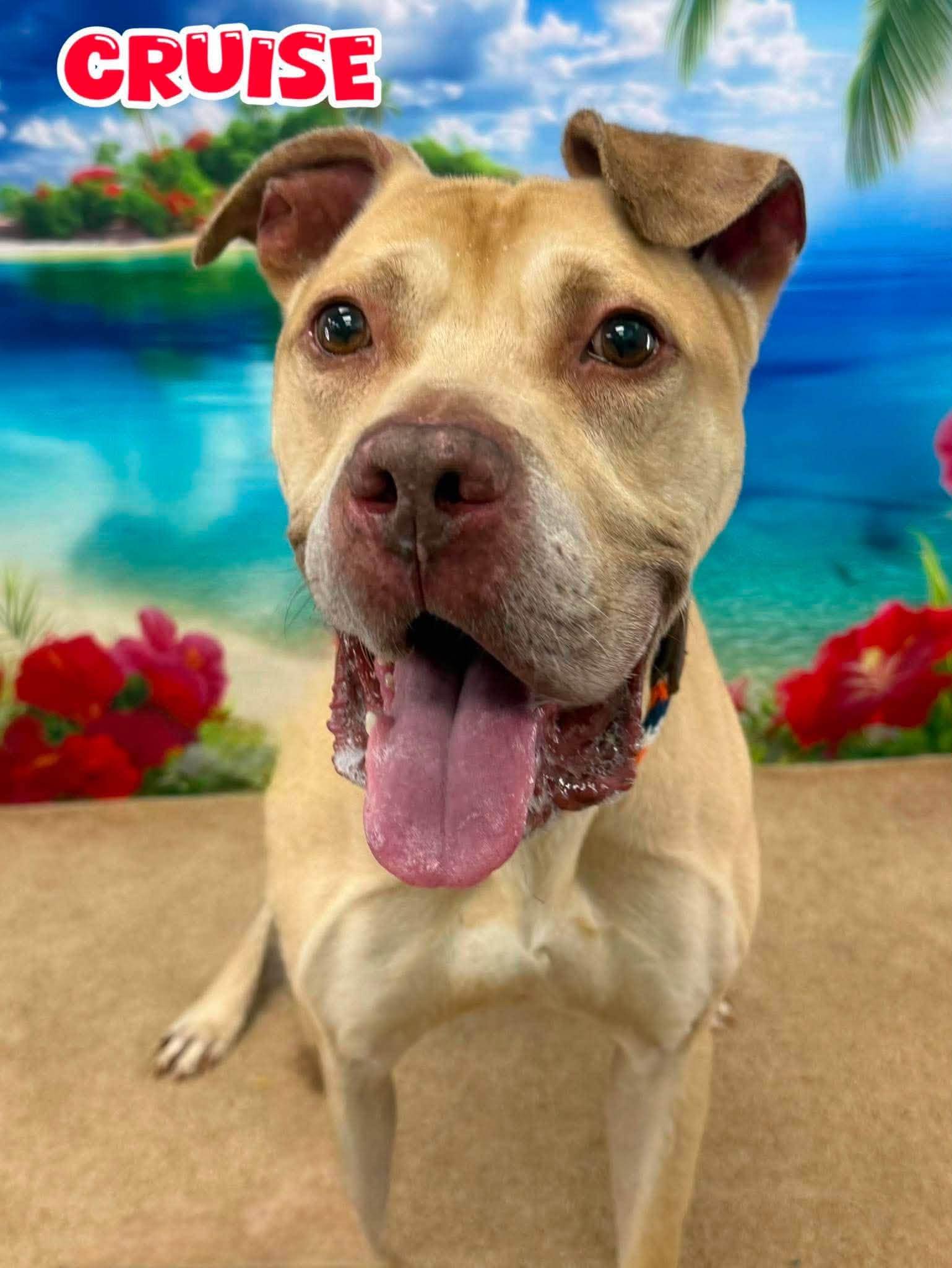 Cruise, ADOPTABLE, Senior Male Mixed Breed.