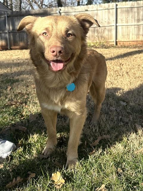 BENNY, Adoptable, Adult Male Australian Shepherd & Mixed Breed.