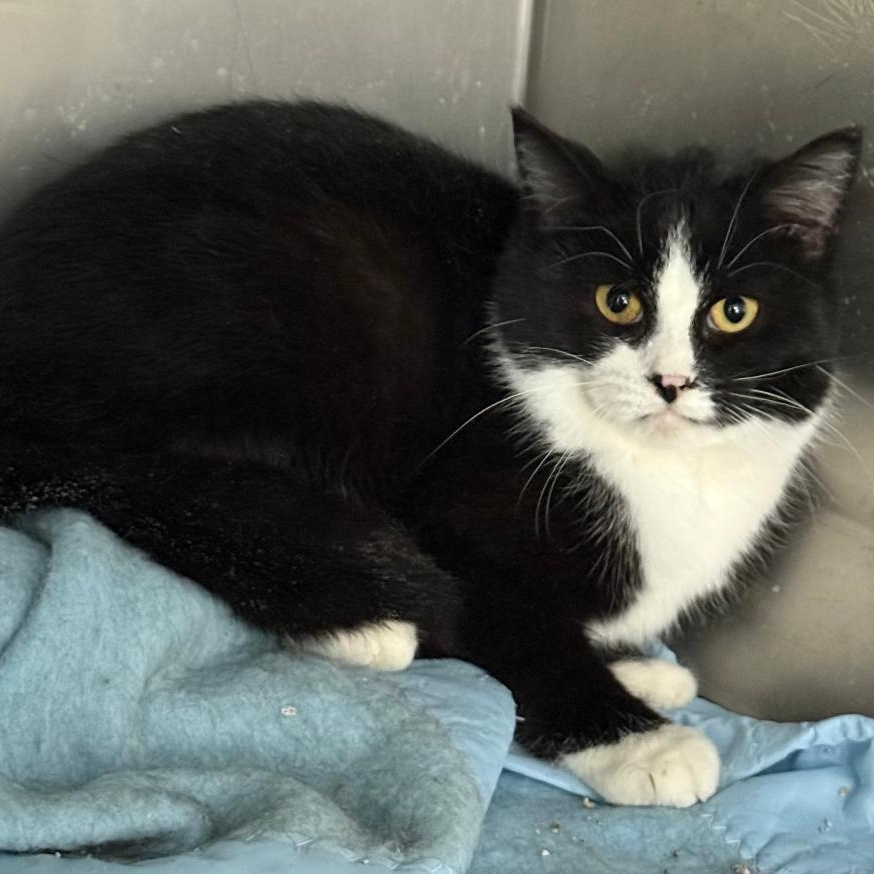 Enlarge OLIVIA, a ADOPTABLE Domestic Short Hair in Gresham, WI image 1/1