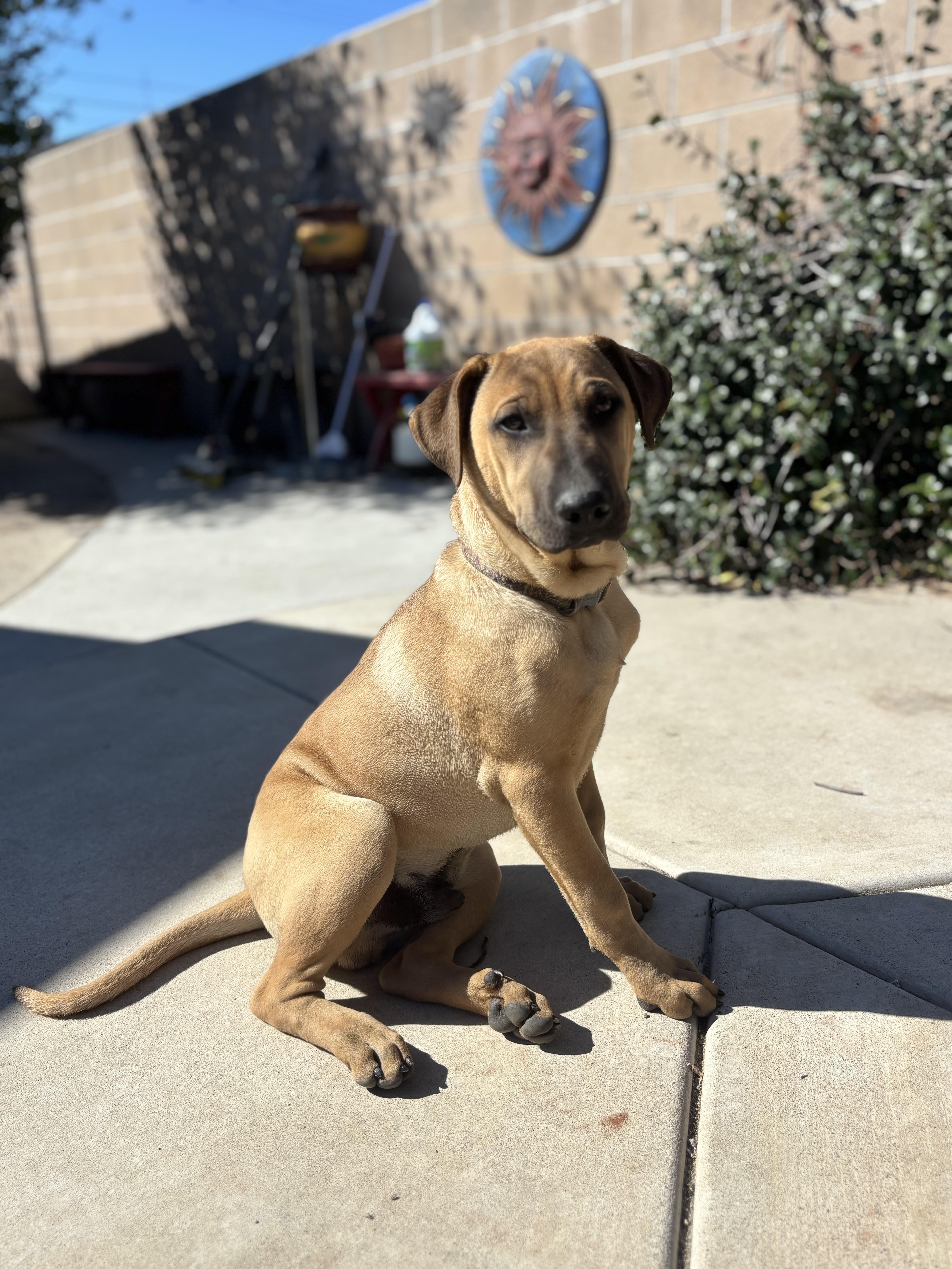 Ms Leilani, Adoptable, Puppy Female German Shepherd Dog & Belgian Shepherd / Malinois.