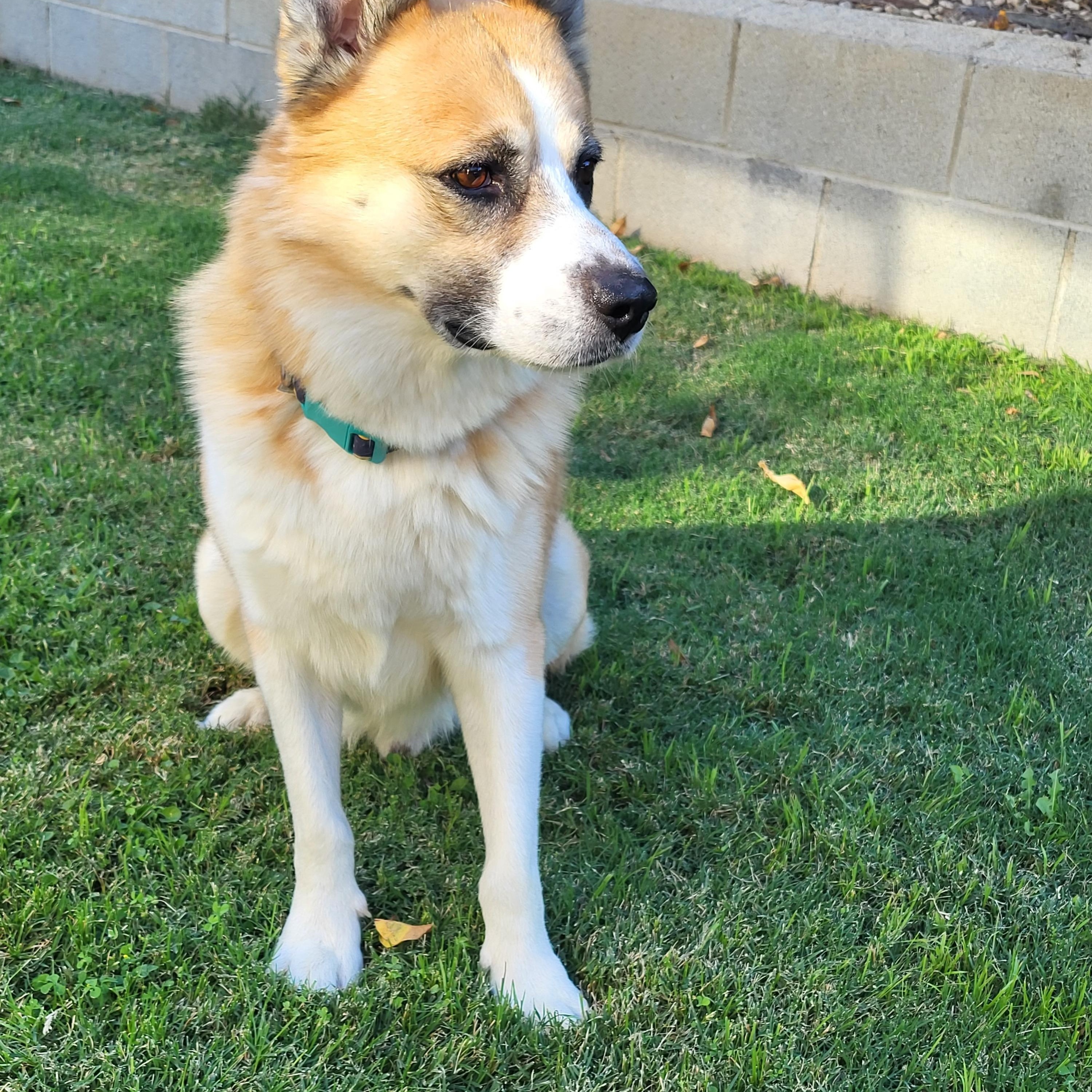 Enlarge Riley, a Adoptable mixed breed in Lompoc , CA image 3/5