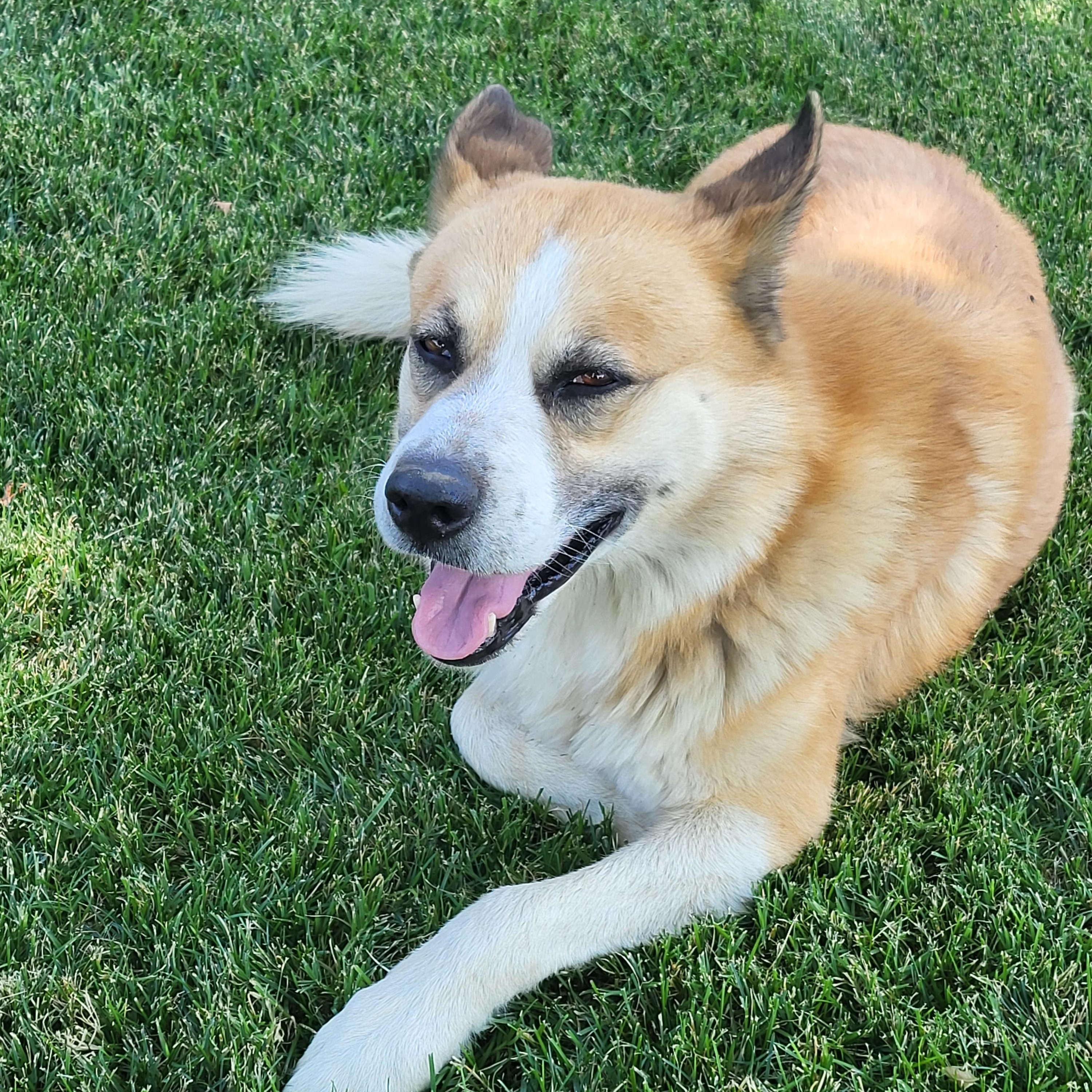 Enlarge Riley, a Adoptable mixed breed in Lompoc , CA image 2/5