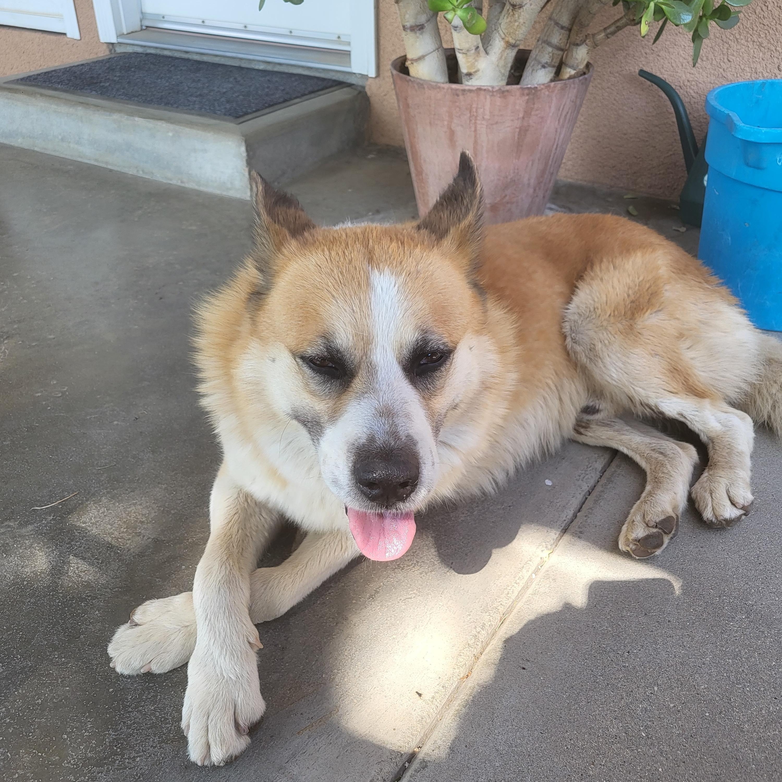 Enlarge Riley, a Adoptable mixed breed in Lompoc , CA image 5/5