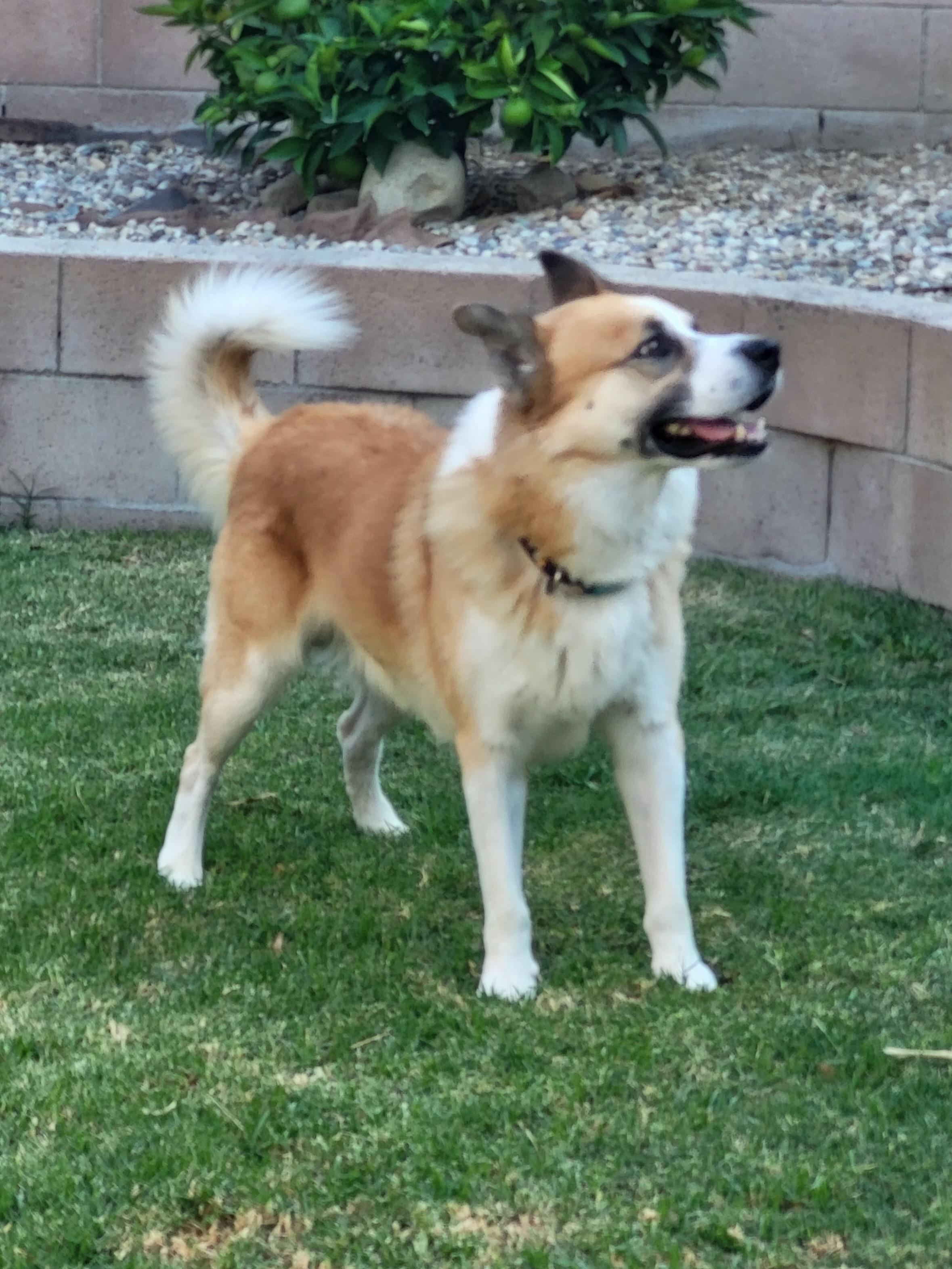 Riley, Adoptable, Young Male Labrador Retriever & Husky.