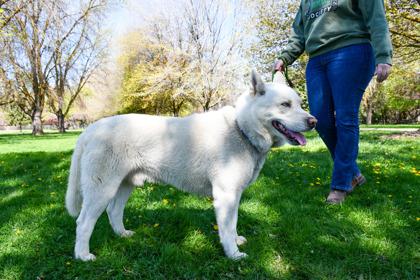 Enlarge Polar, a Adoptable mixed breed in Yakima, WA image 1/3