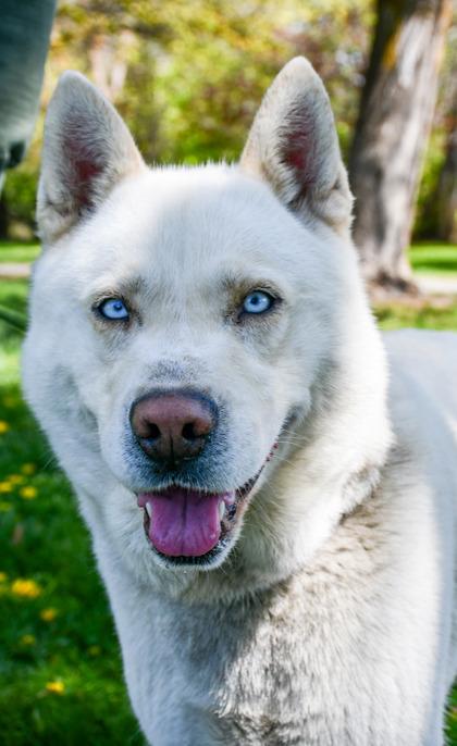 Enlarge Polar, a Adoptable mixed breed in Yakima, WA image 2/3