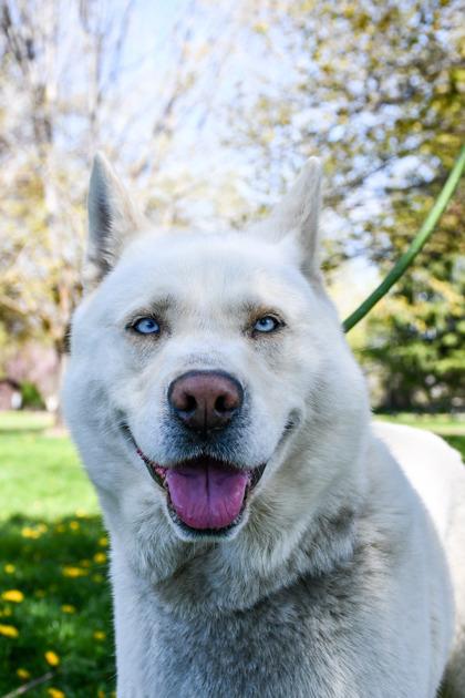 Enlarge Polar, a Adoptable mixed breed in Yakima, WA image 1/3