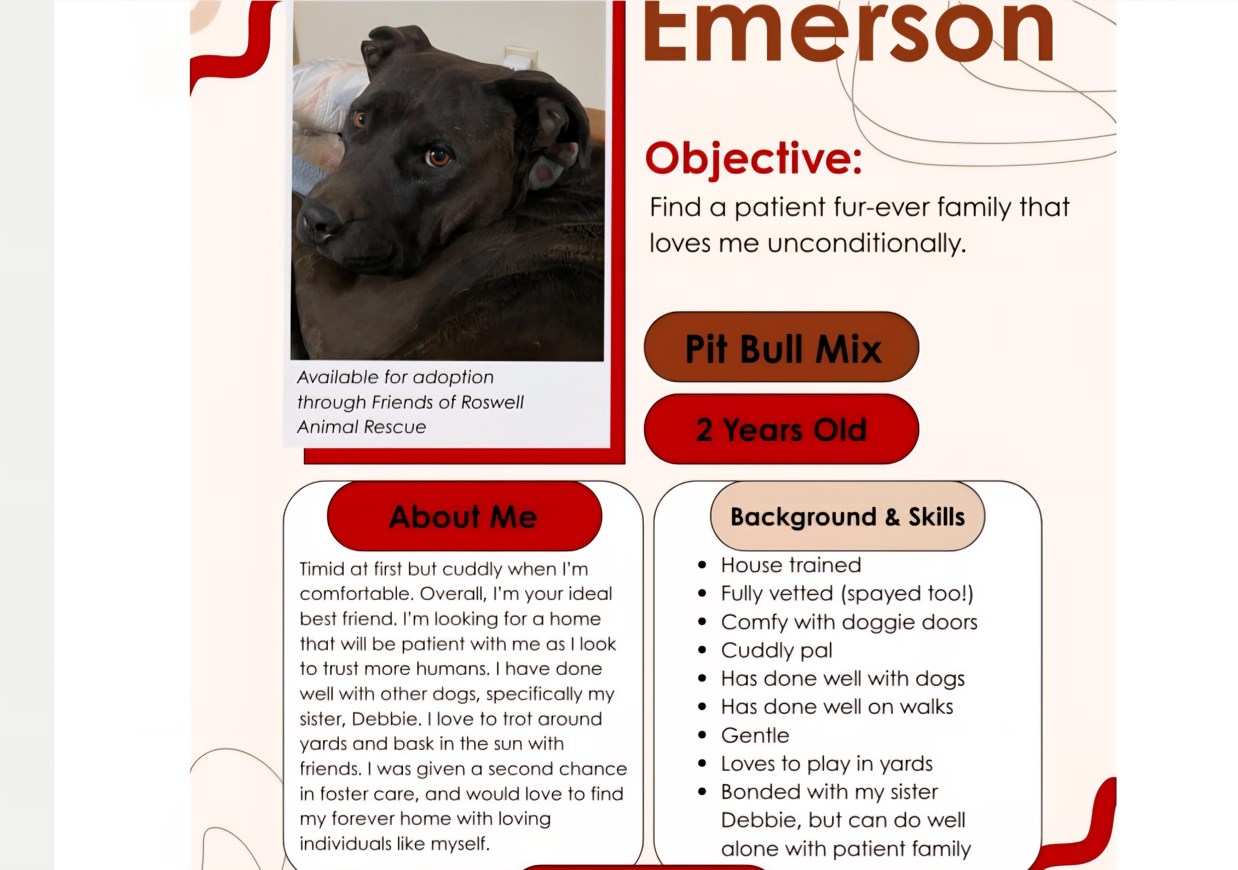 Emerson, a ADOPTABLE mixed breed in Tacoma, WA image 4/4