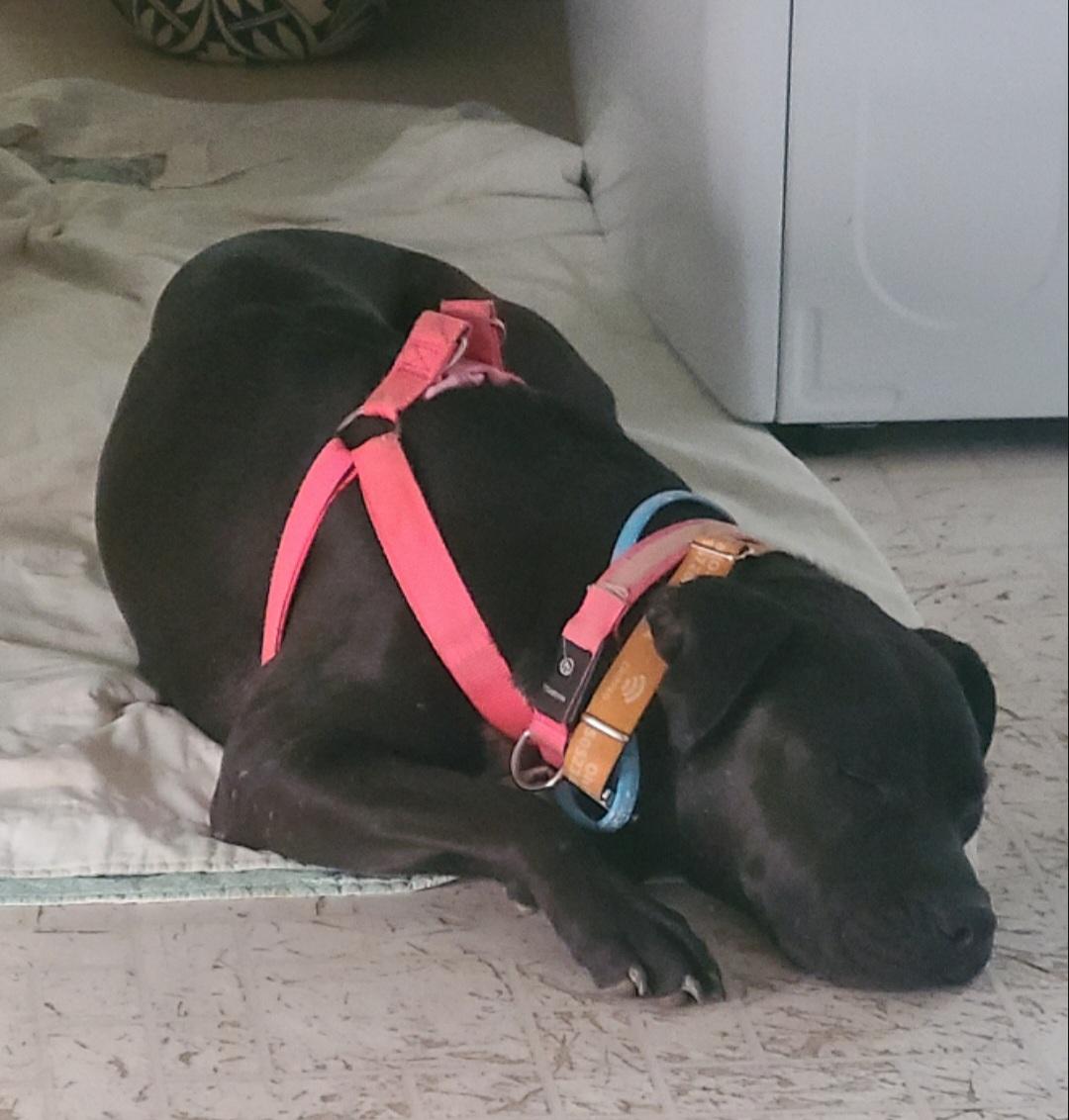 Emerson, ADOPTABLE, Adult Female Pit Bull Terrier.