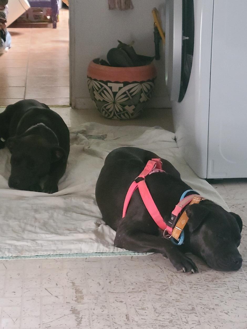 Emerson, a ADOPTABLE mixed breed in Tacoma, WA image 2/4