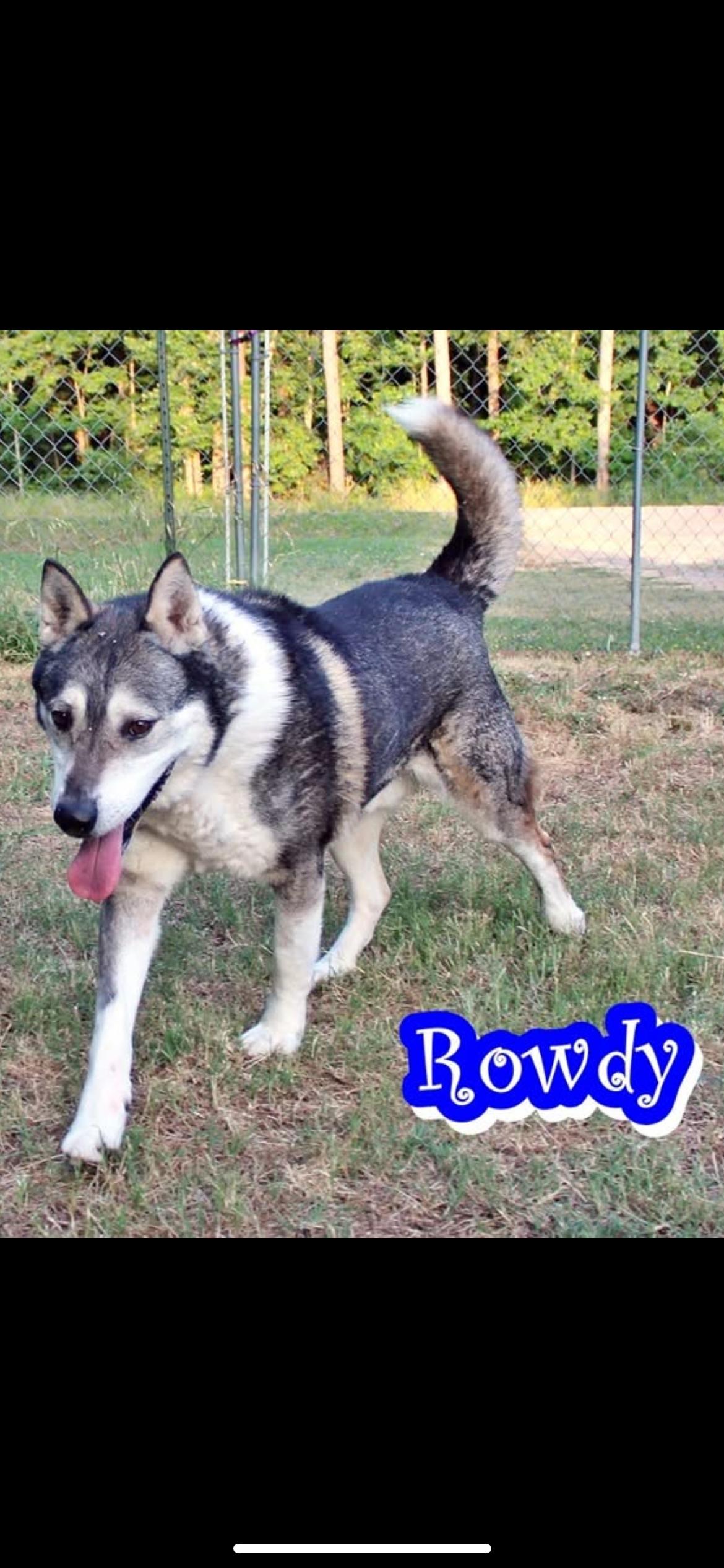 Rowdy, a Adoptable Husky in Chatsworth, GA image 1/3