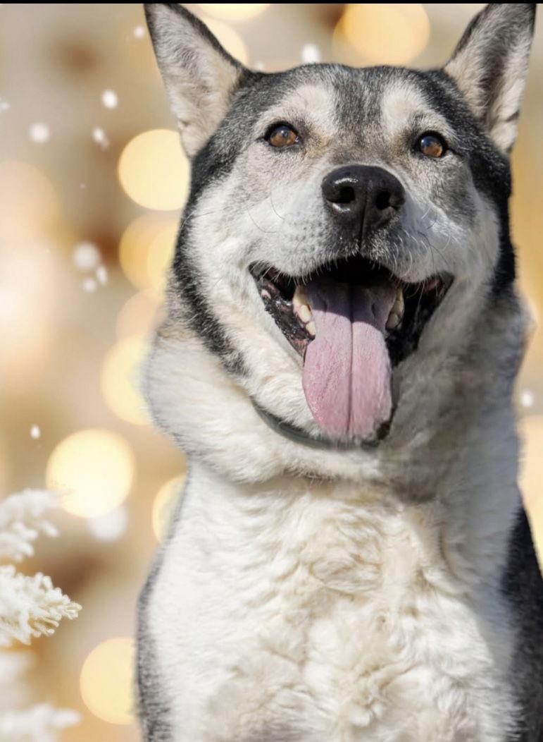 Rowdy, a Adoptable Husky in Chatsworth, GA image 2/3