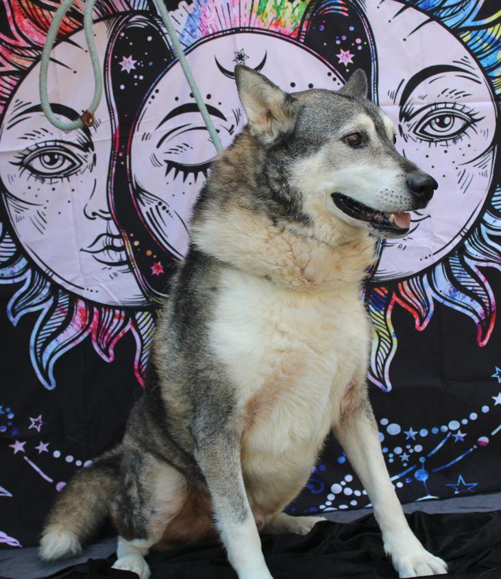 Rowdy, a Adoptable Husky in Chatsworth, GA image 3/3