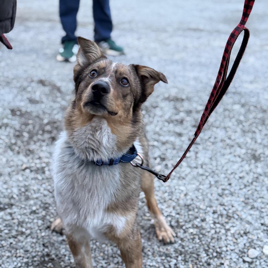 Bingo, Adoptable, Young Male Cattle Dog & Shetland Sheepdog / Sheltie.