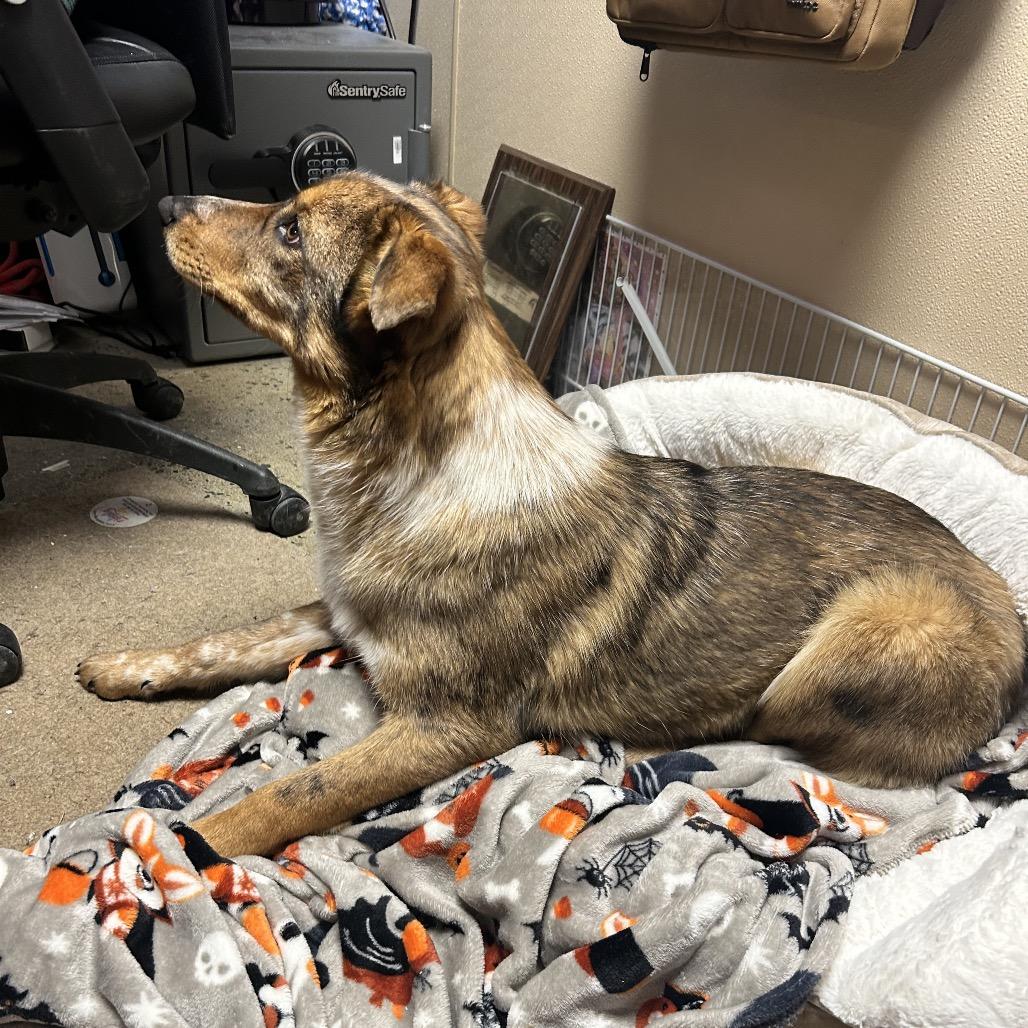 Bingo, a Adoptable mixed breed in Uniontown, PA image 3/6