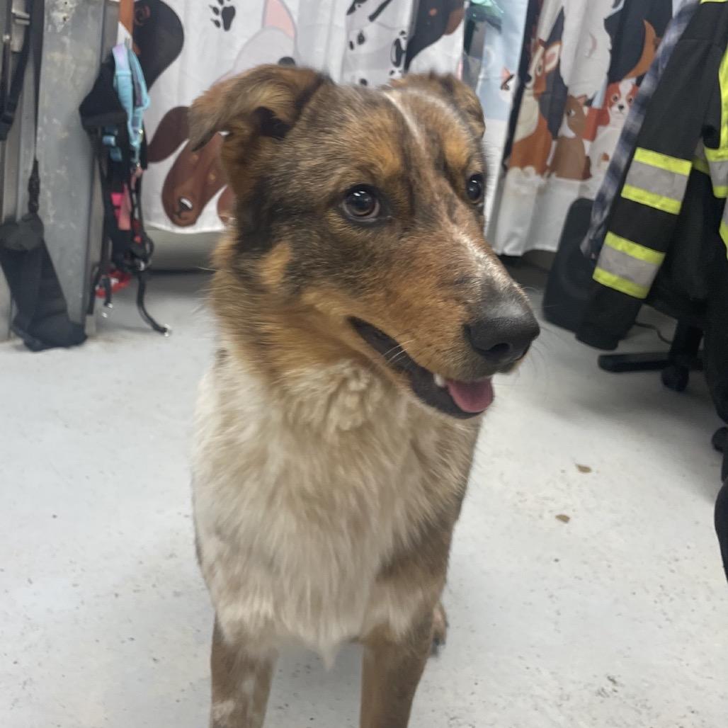 Bingo, a Adoptable mixed breed in Uniontown, PA image 4/6