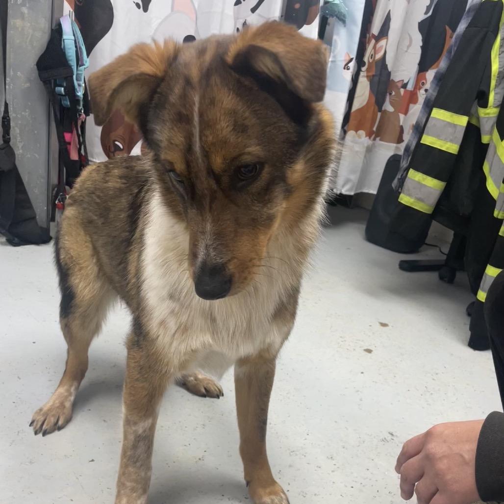 Bingo, a Adoptable mixed breed in Uniontown, PA image 6/6