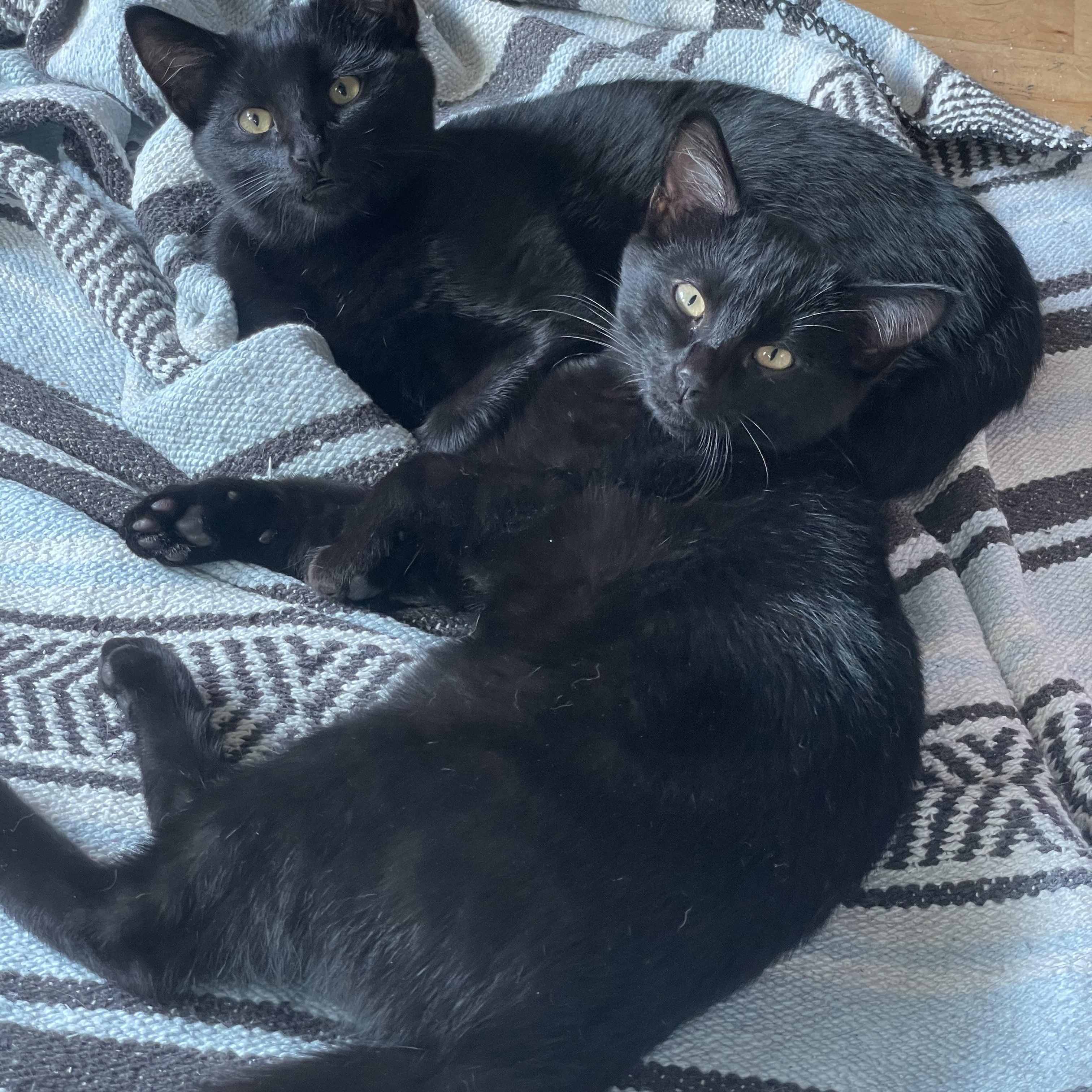 Ash & Tommy (Bonded Brothers), Adoptable, Young Male Domestic Short Hair.
