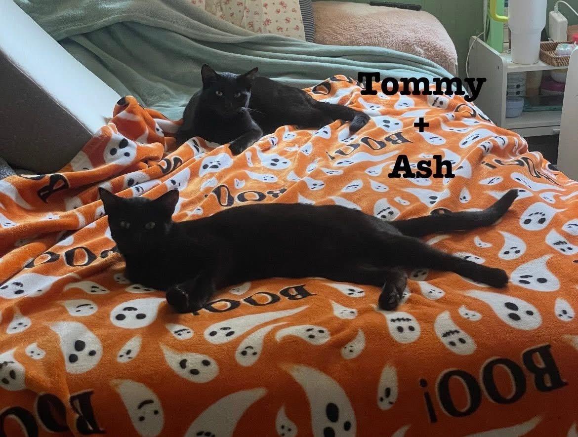 Ash & Tommy (Bonded Brothers)