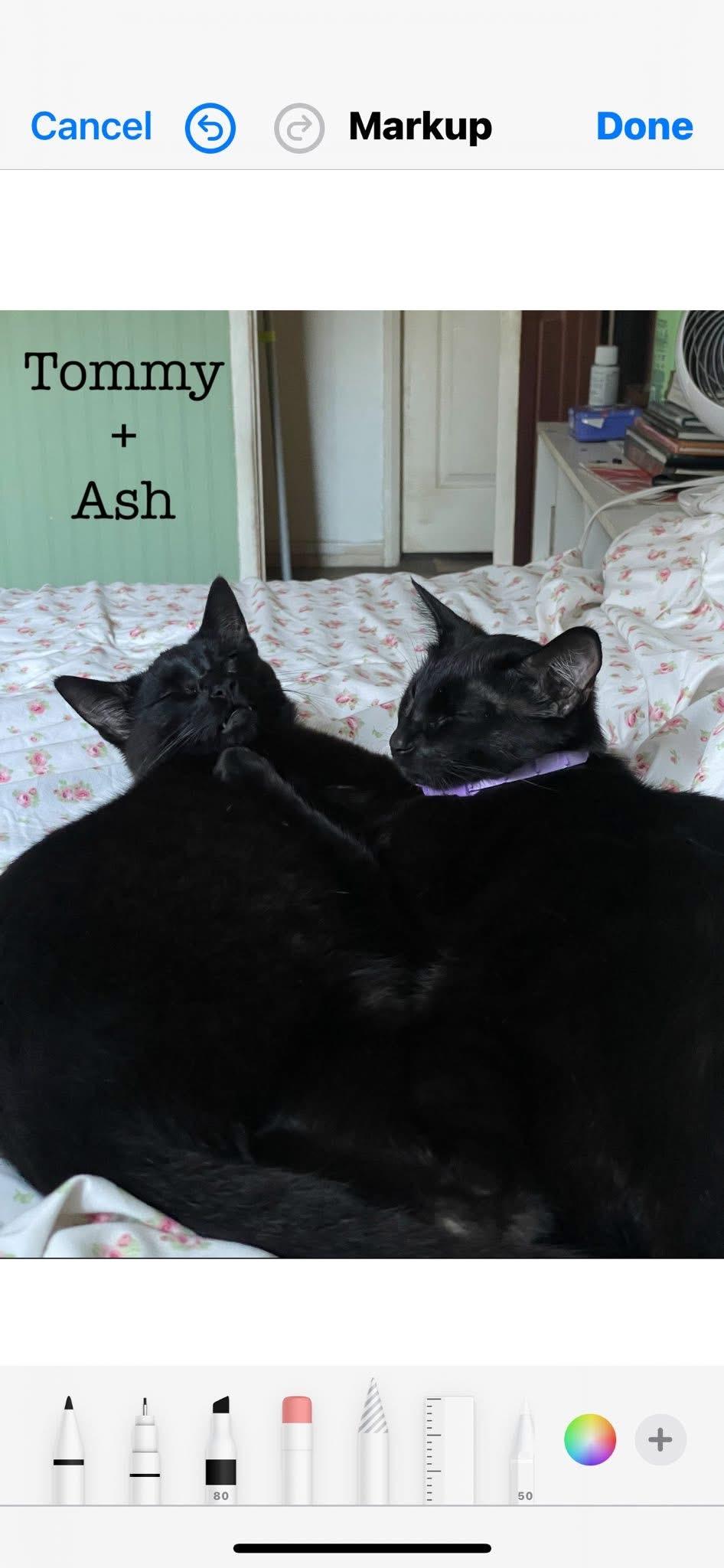 Ash & Tommy (Bonded Brothers)