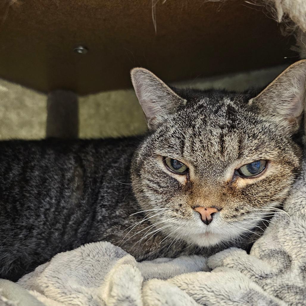 Miko, Adoptable, Senior Male Domestic Short Hair.