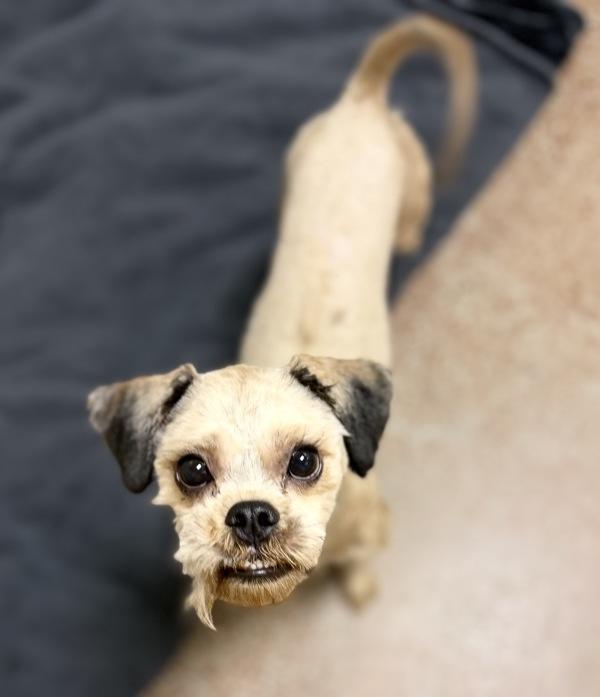 Enlarge Chewy, a Adoptable mixed breed in Monterey, CA image 1/1